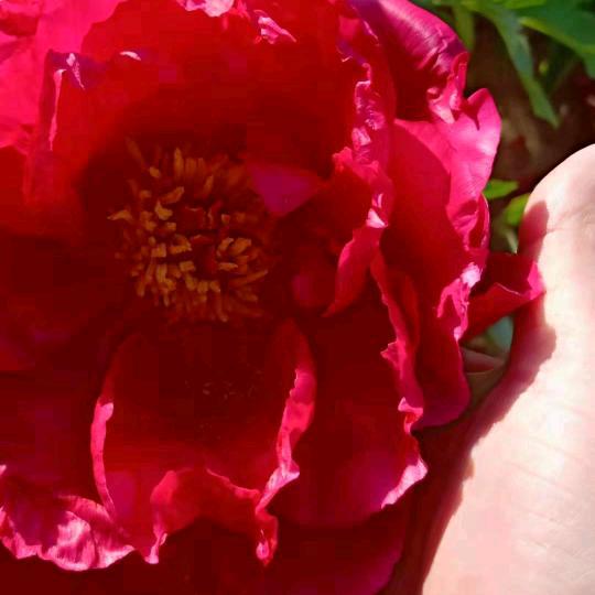 花颜醉