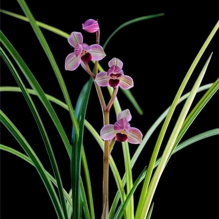 大海（健康管理师）