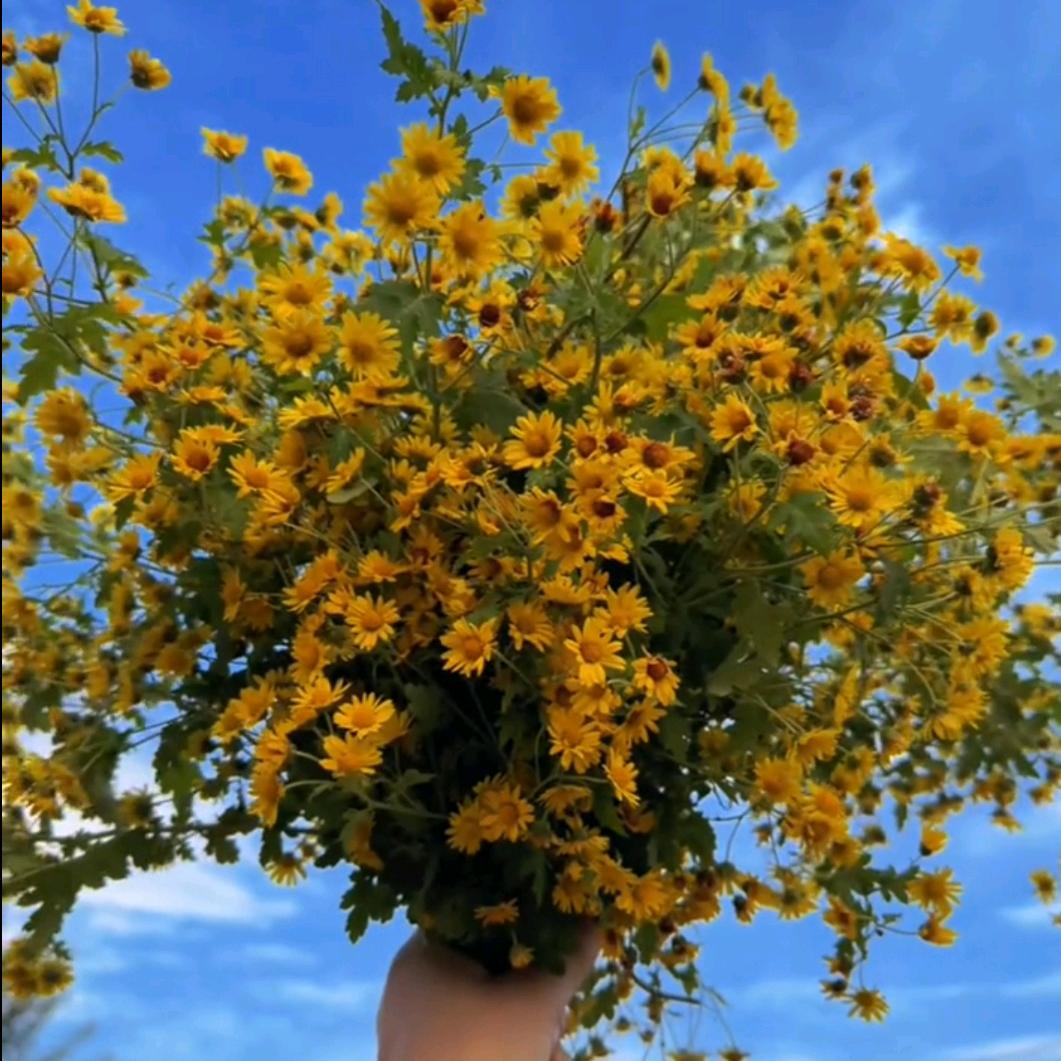 🌻枫之兰花卉🌹龙广.接所有创意型花