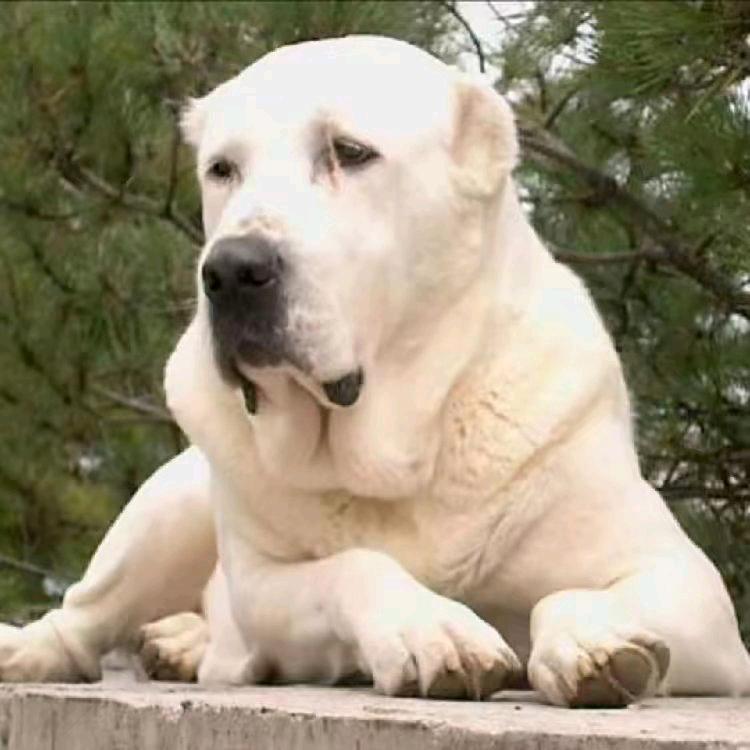 衡水武邑中亚犬业