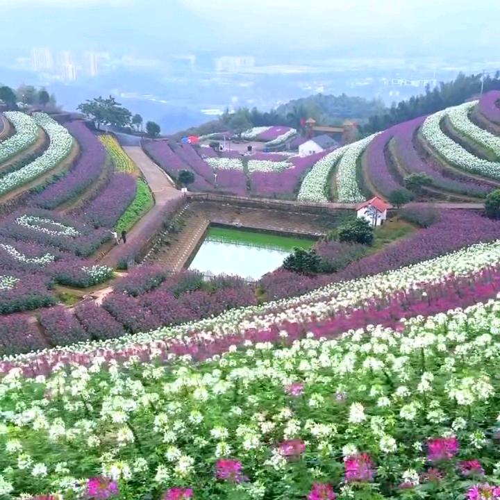 青树坪镇兴星村党总支书记赵后培