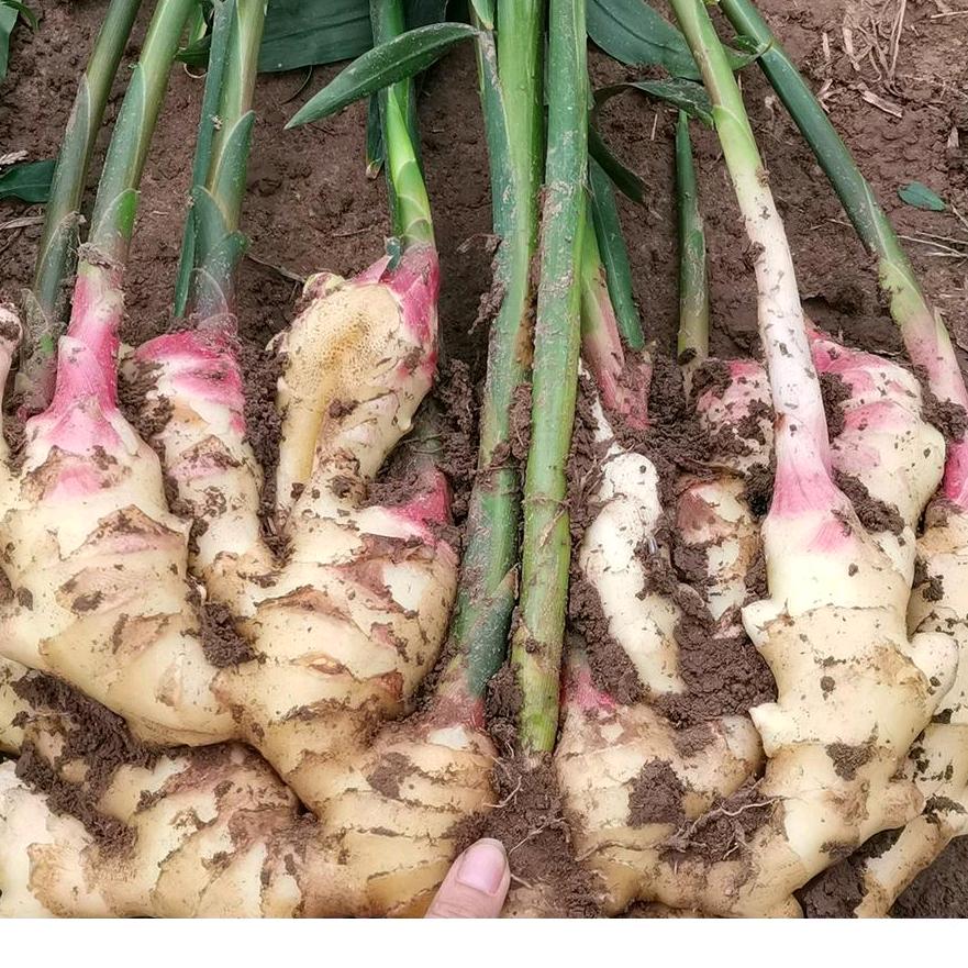 安丘福昌农业科技有限公司