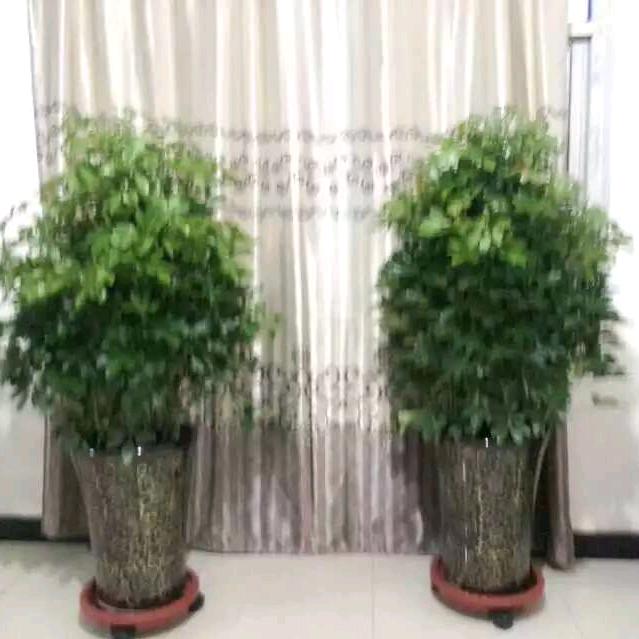 鑫圣嘉园家具有限公司