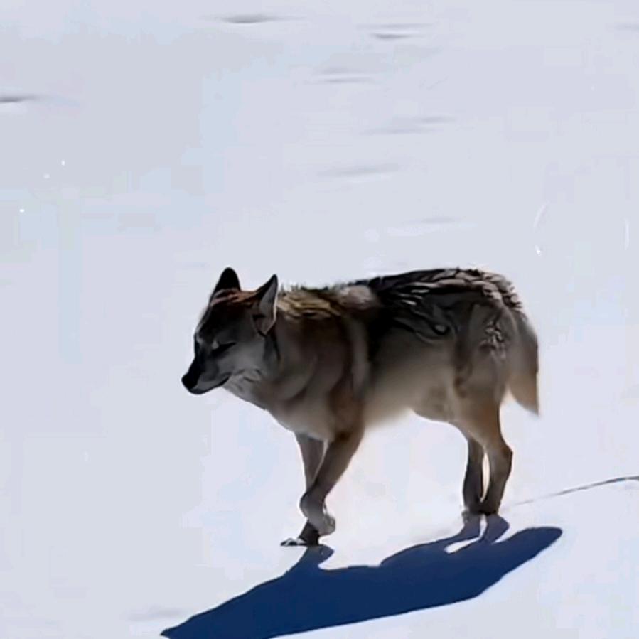 孤独的狼
