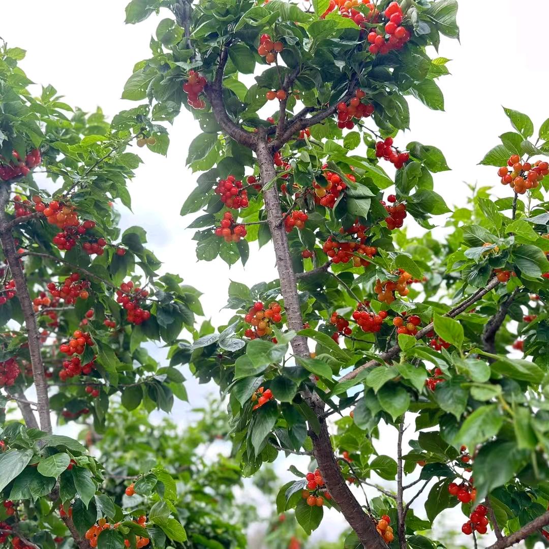 珍菲果树苗