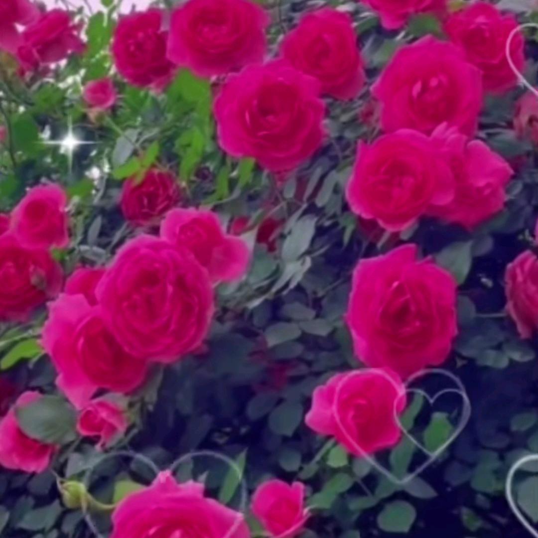 花开富贵，🍎🌹