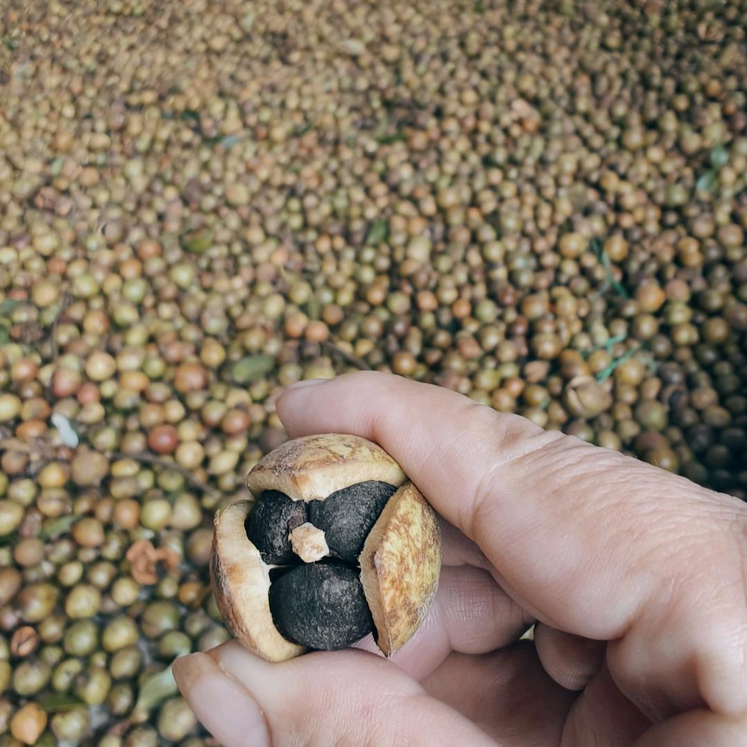桂洪源