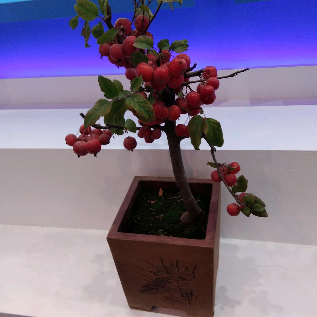 幸福安康🐴🐴