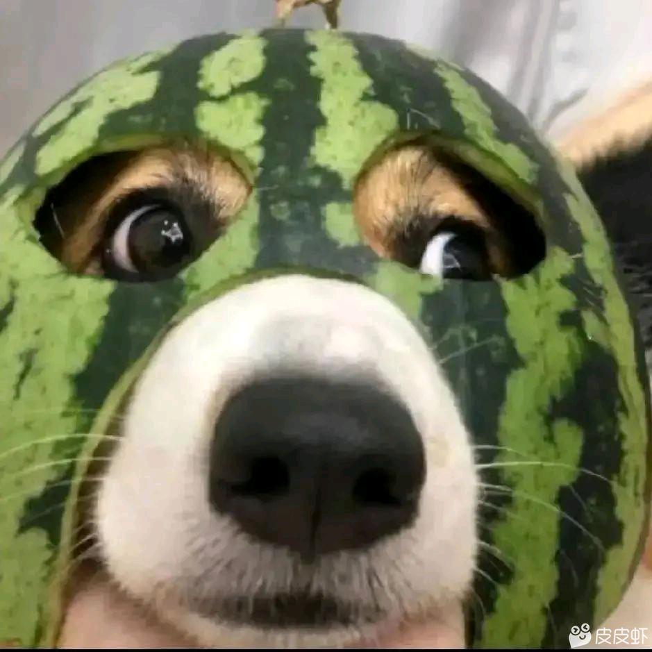卜晶头像
