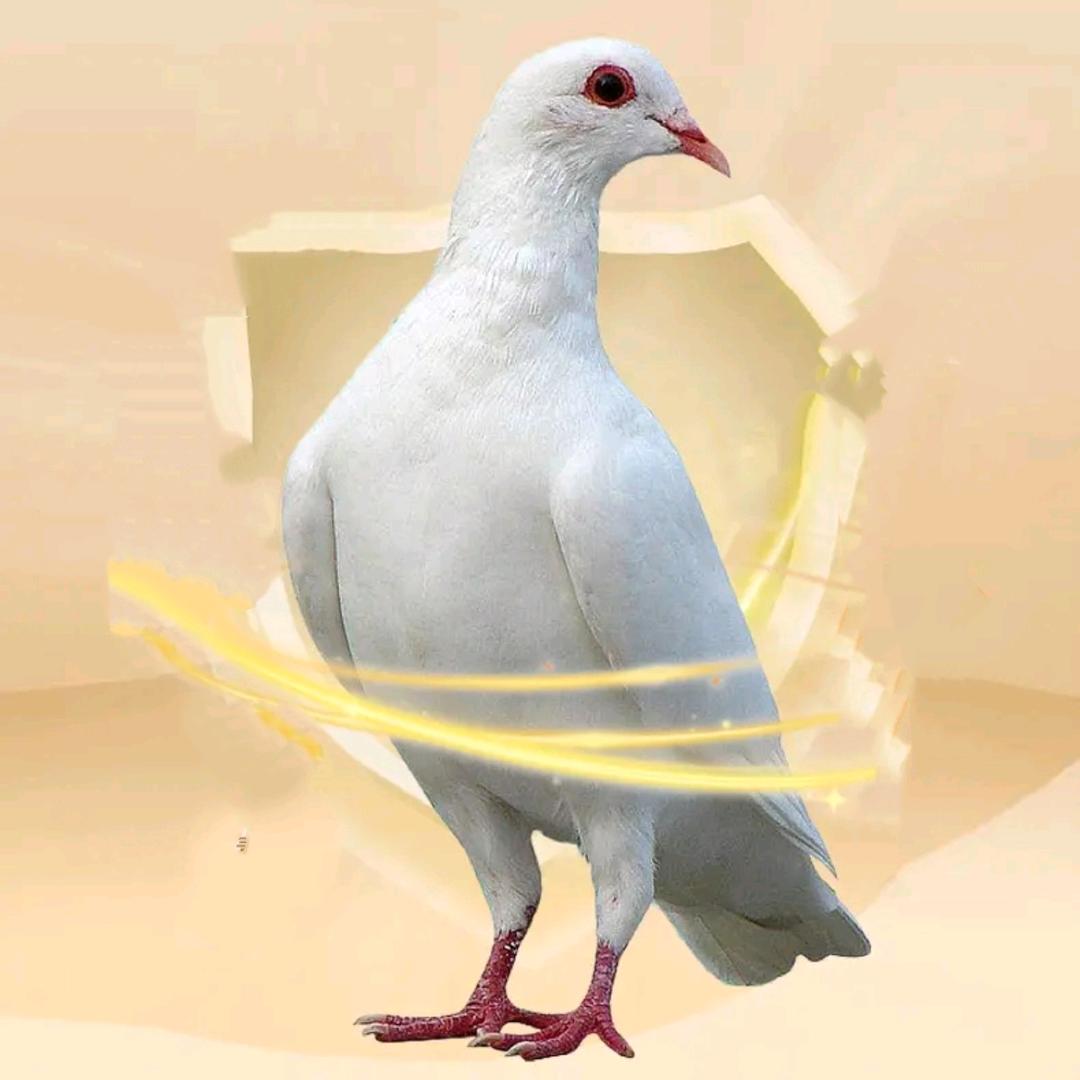 养殖鸽博士🕊️
