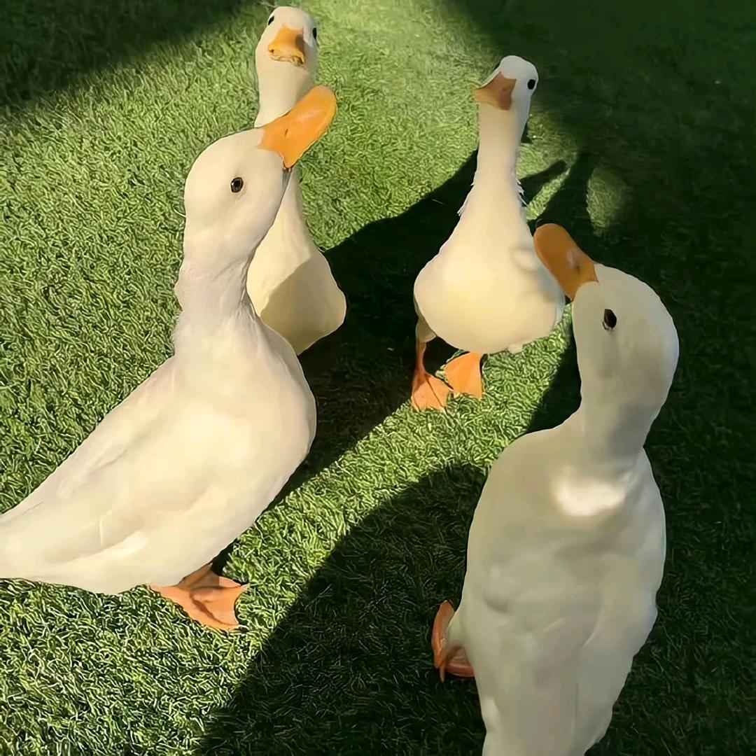 榴莲味芒果⭐