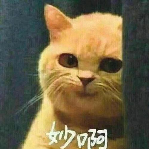 肥宅喵_