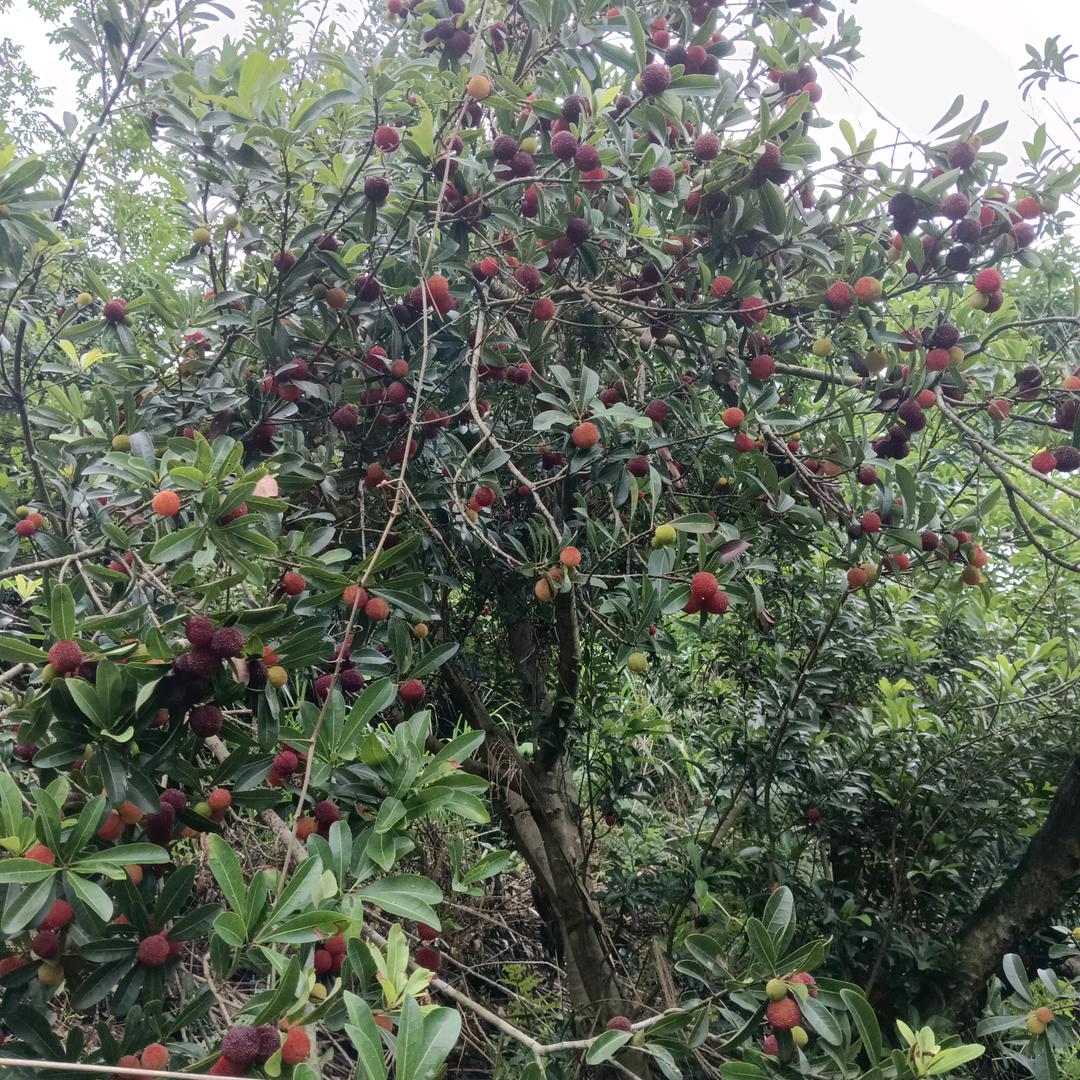 苗阿姐（杨贵芝）