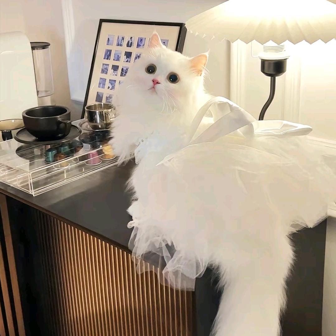 𝙕