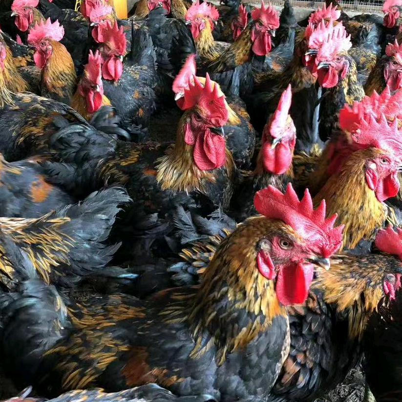 社旗县大冯营小刘庄养鸡场