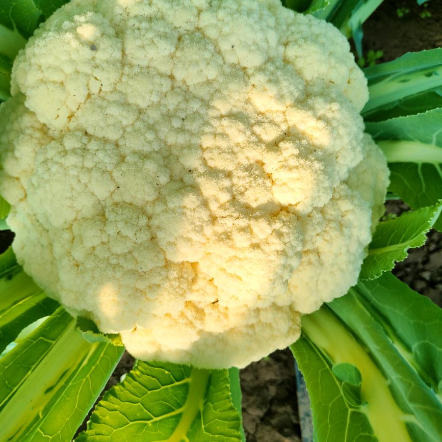 悦美家庭农场种植导师