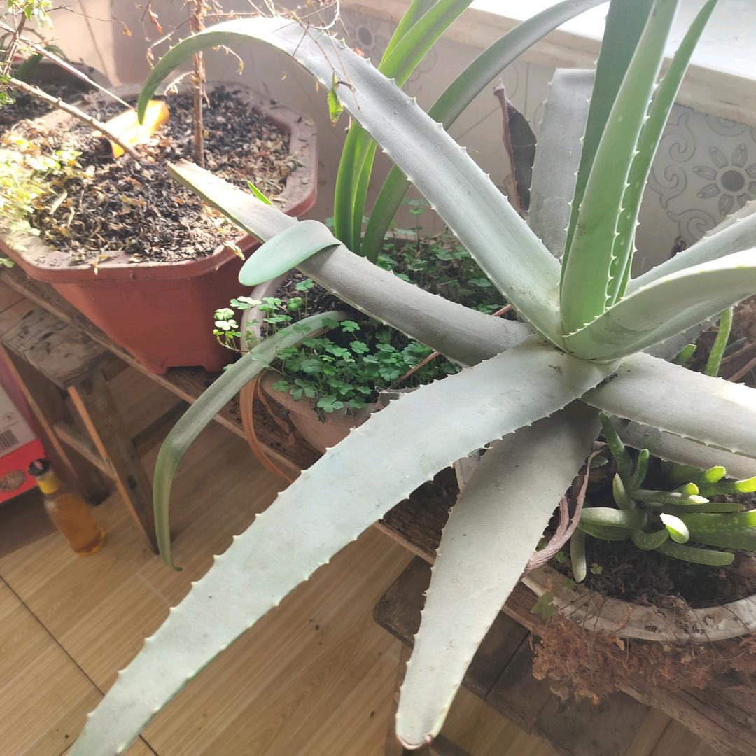 守芹