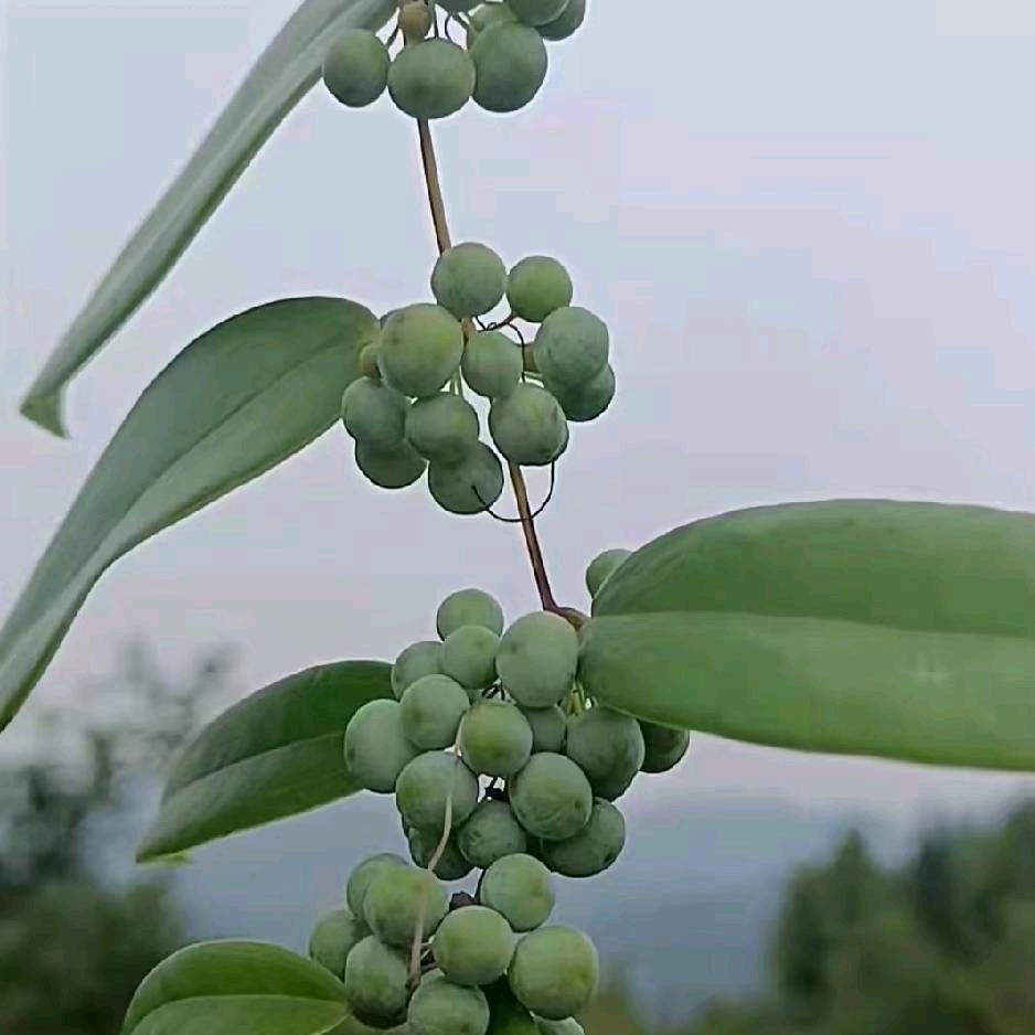 莲子