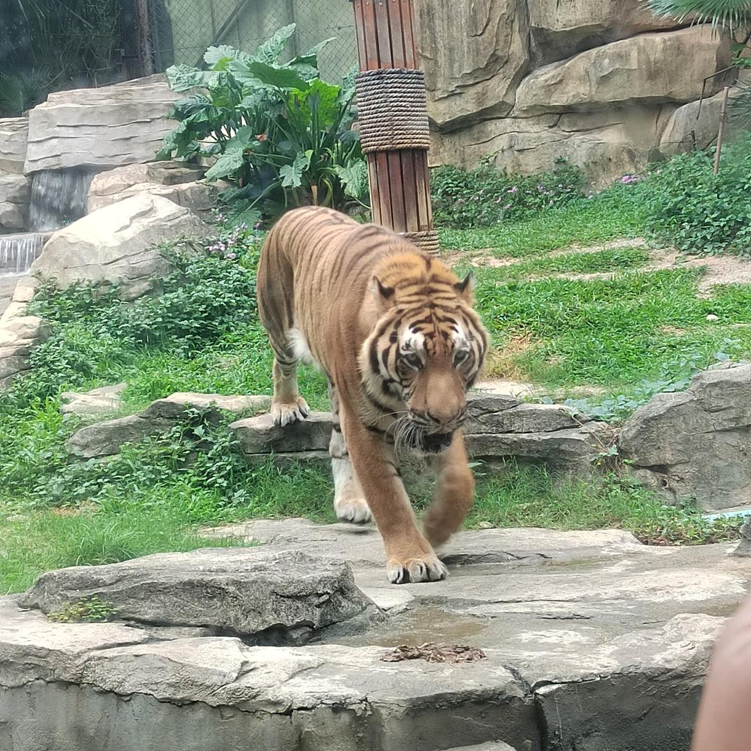 凤凰仔