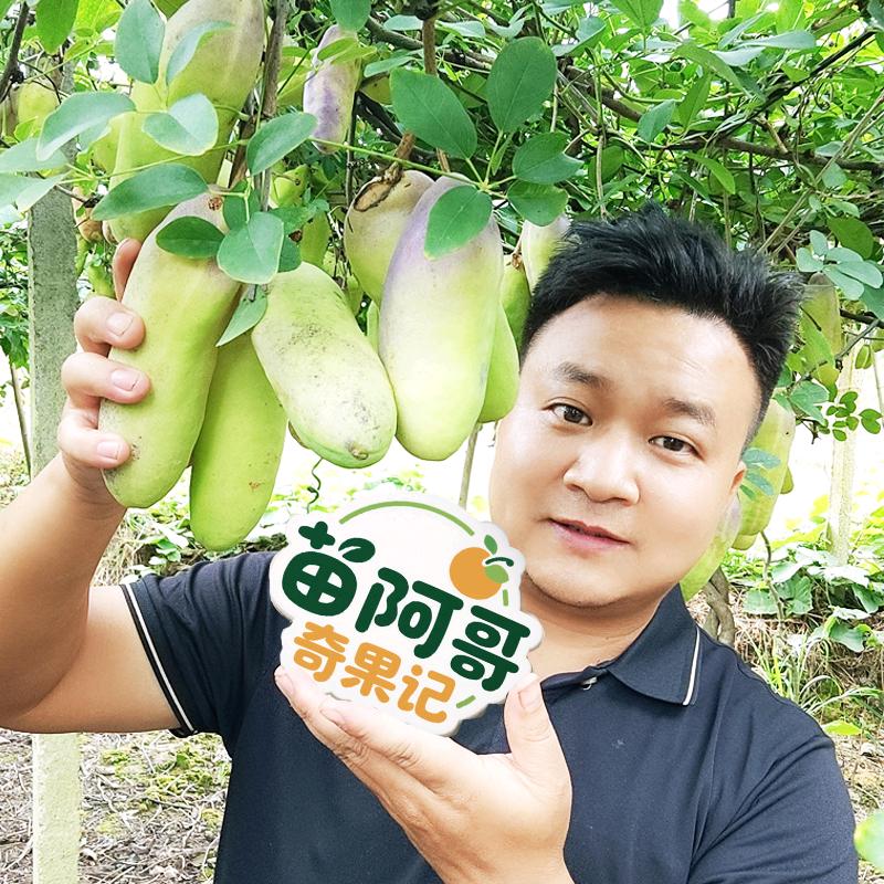 苗阿哥奇果记