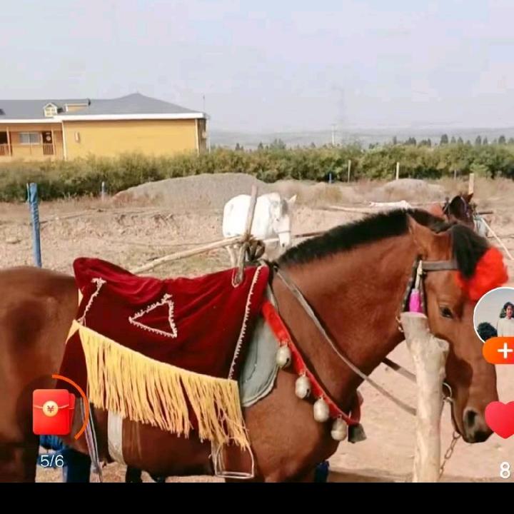红马王子