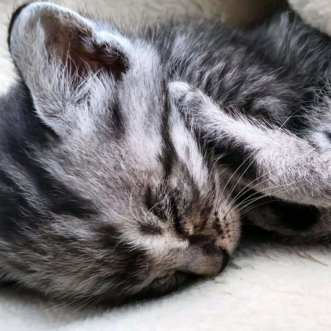 🍀小羊和糯米🍀