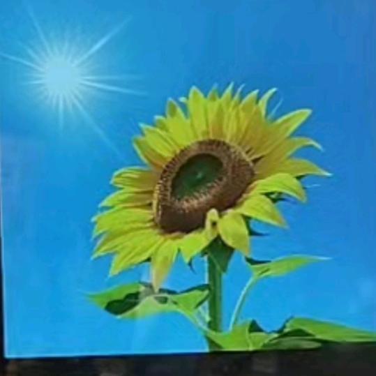 锦上添花。🌸✨🌷🍅