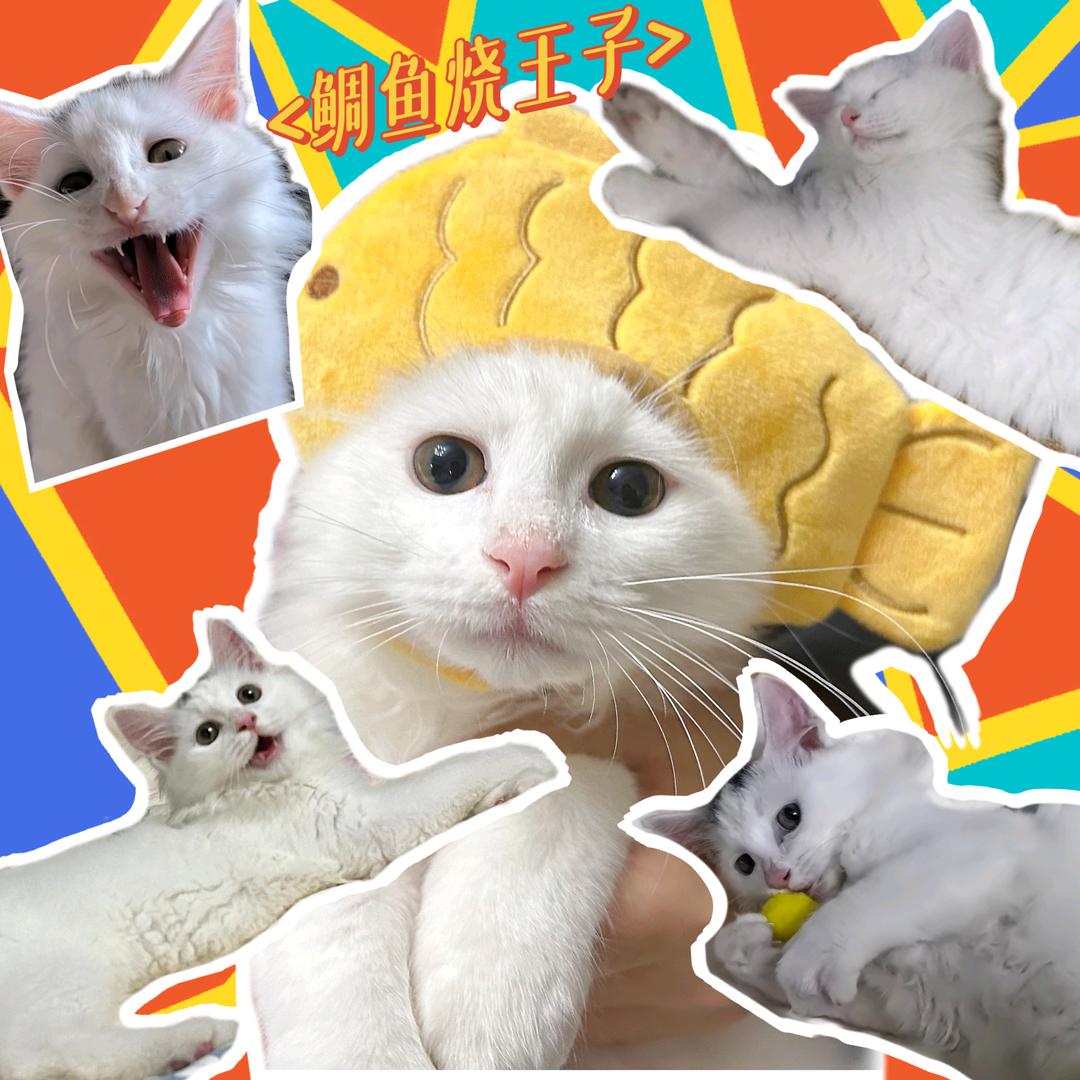 旺旺家族族长