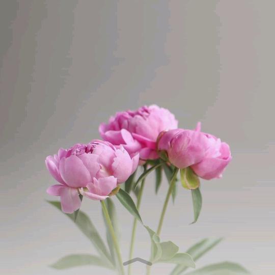 杨正刚