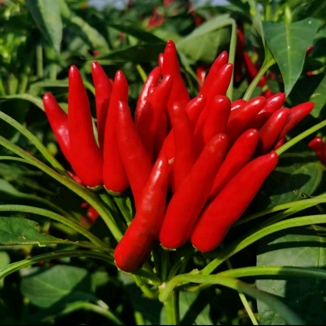 襄县灿阳农业植保