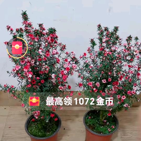 我的家乡李