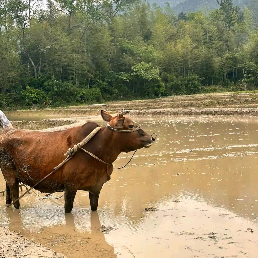 南泥湾