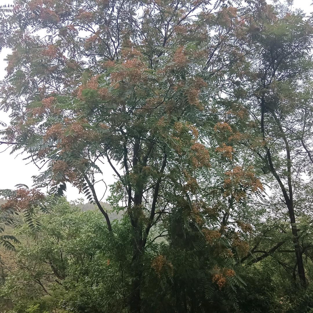 布谷卜不谷