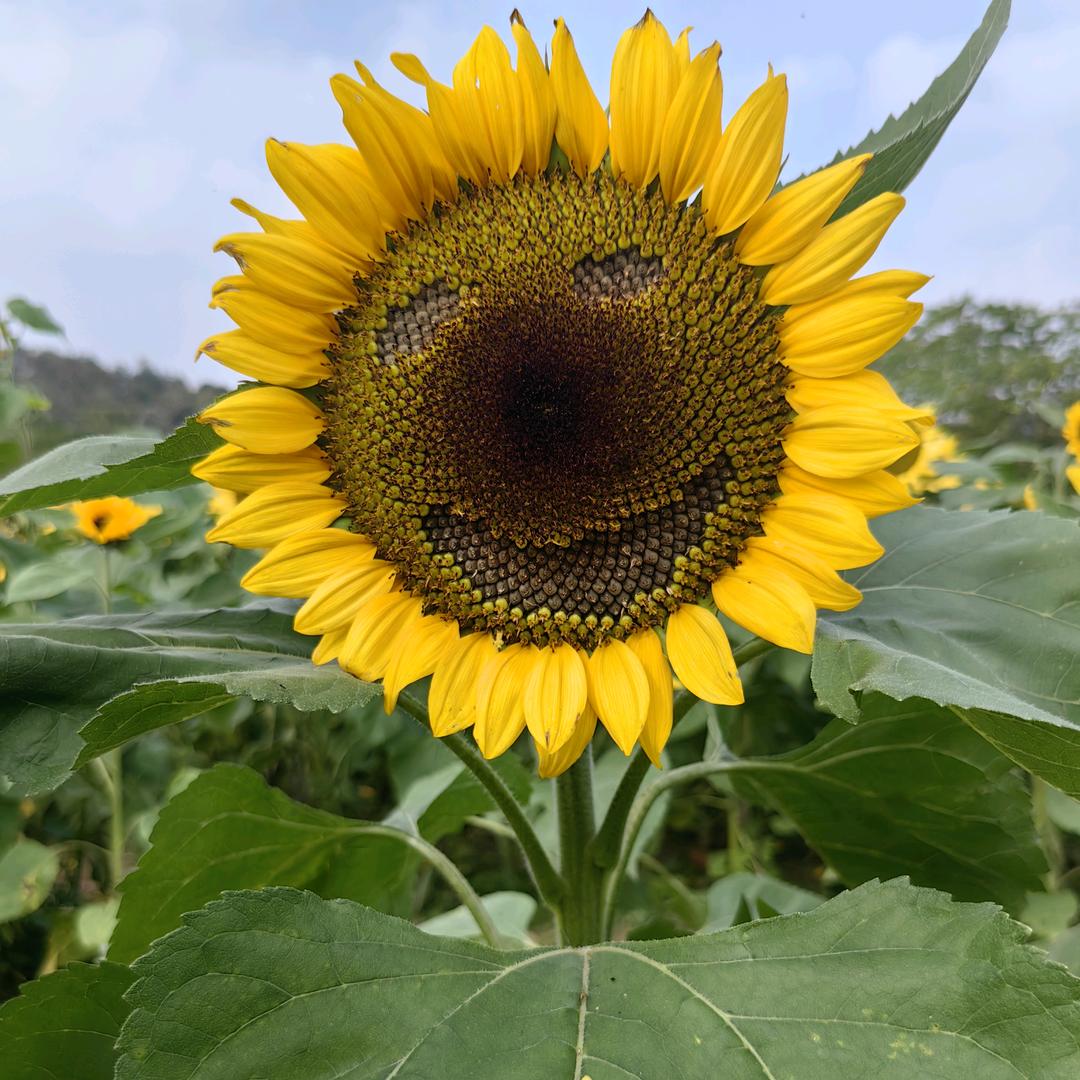 大师姐的鲜花坊
