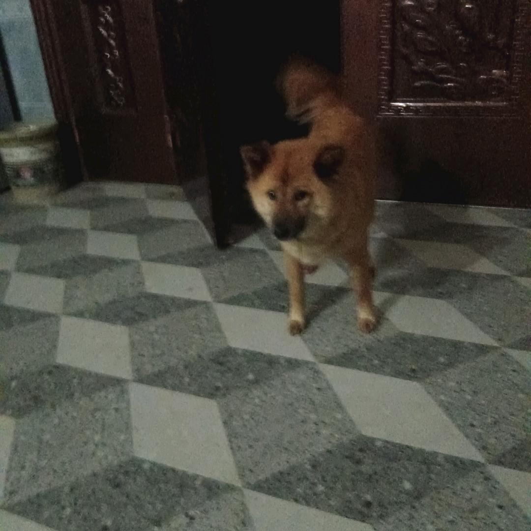 明哥