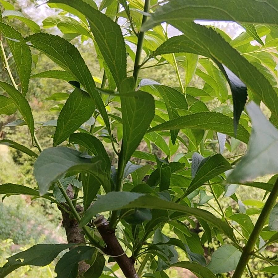 万源山货土特产