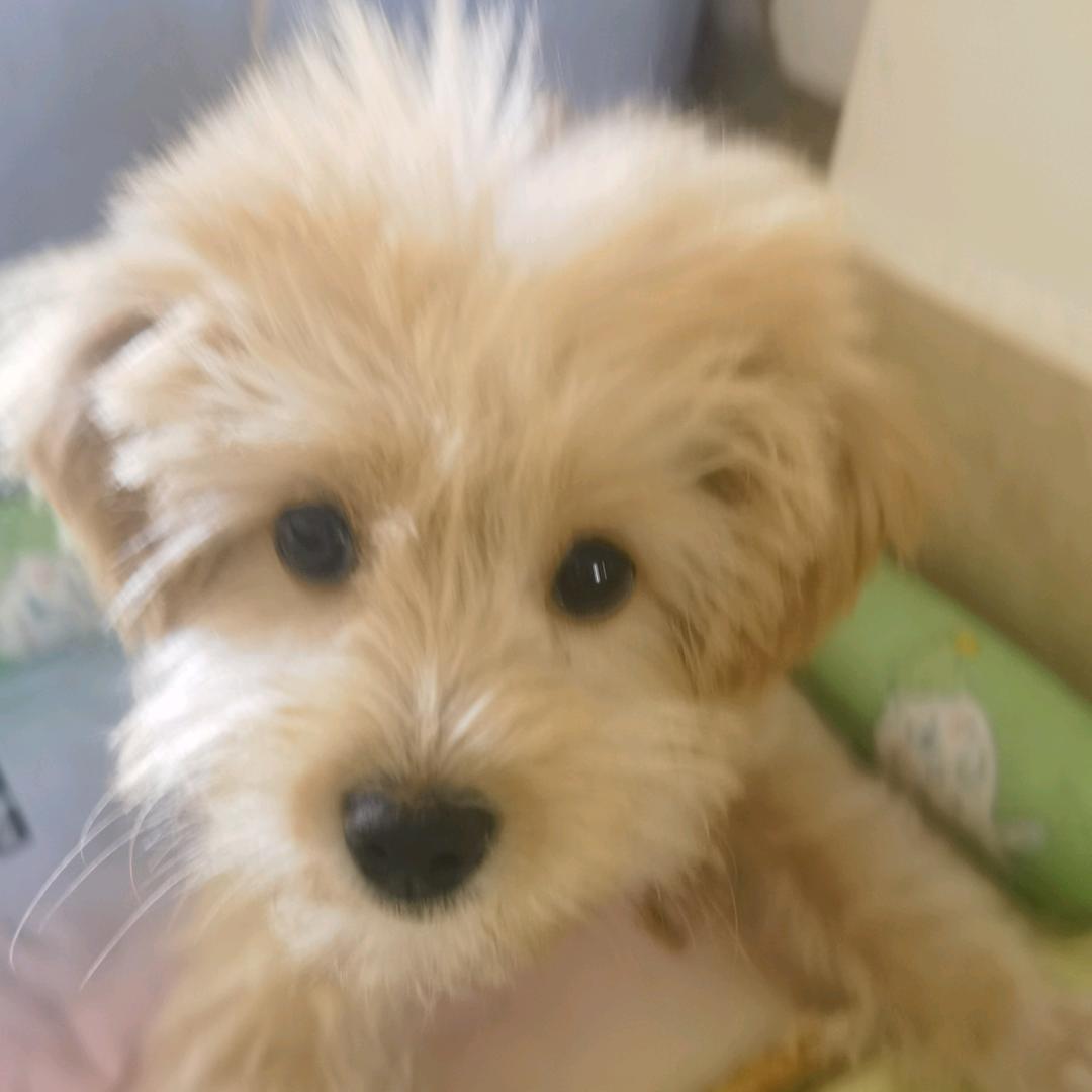 阿风