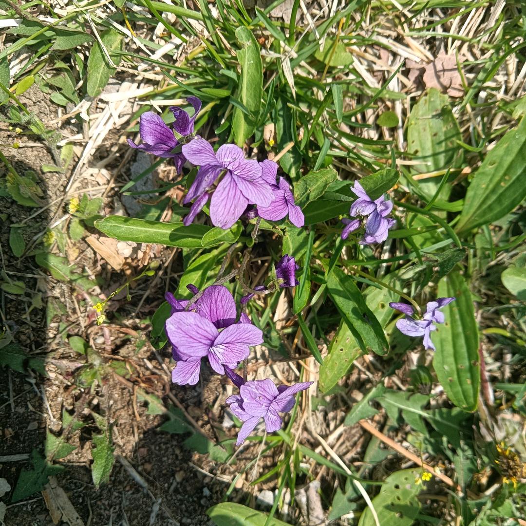 简单（生活简简单单）