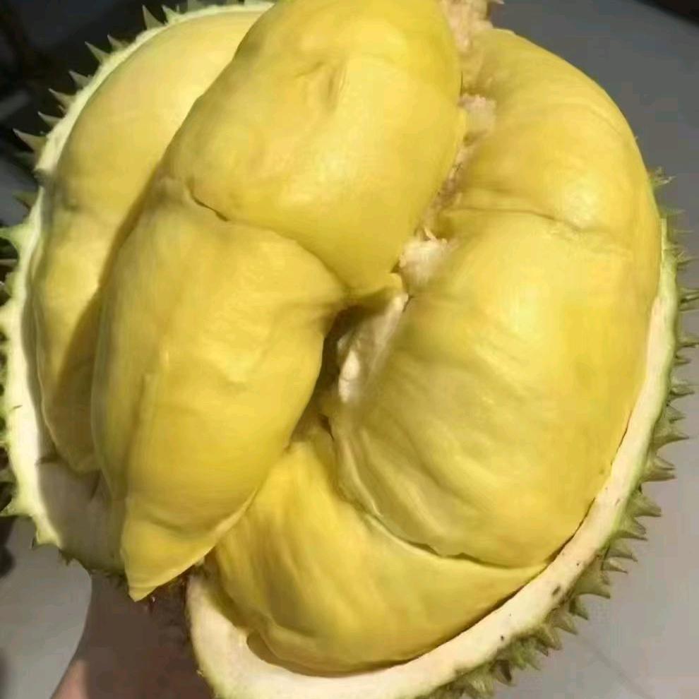 柠檬姐(华杰里仙果园)