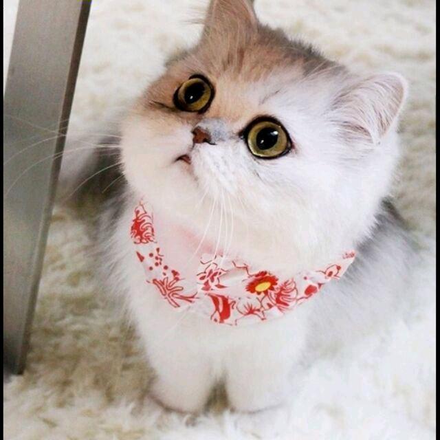 🌱 白溪