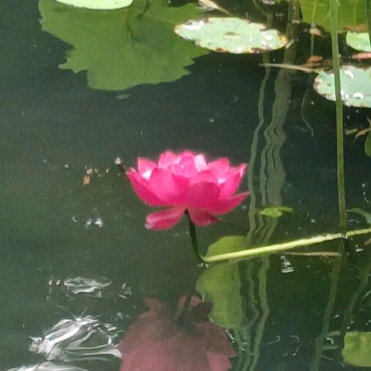 心似莲花向阳开