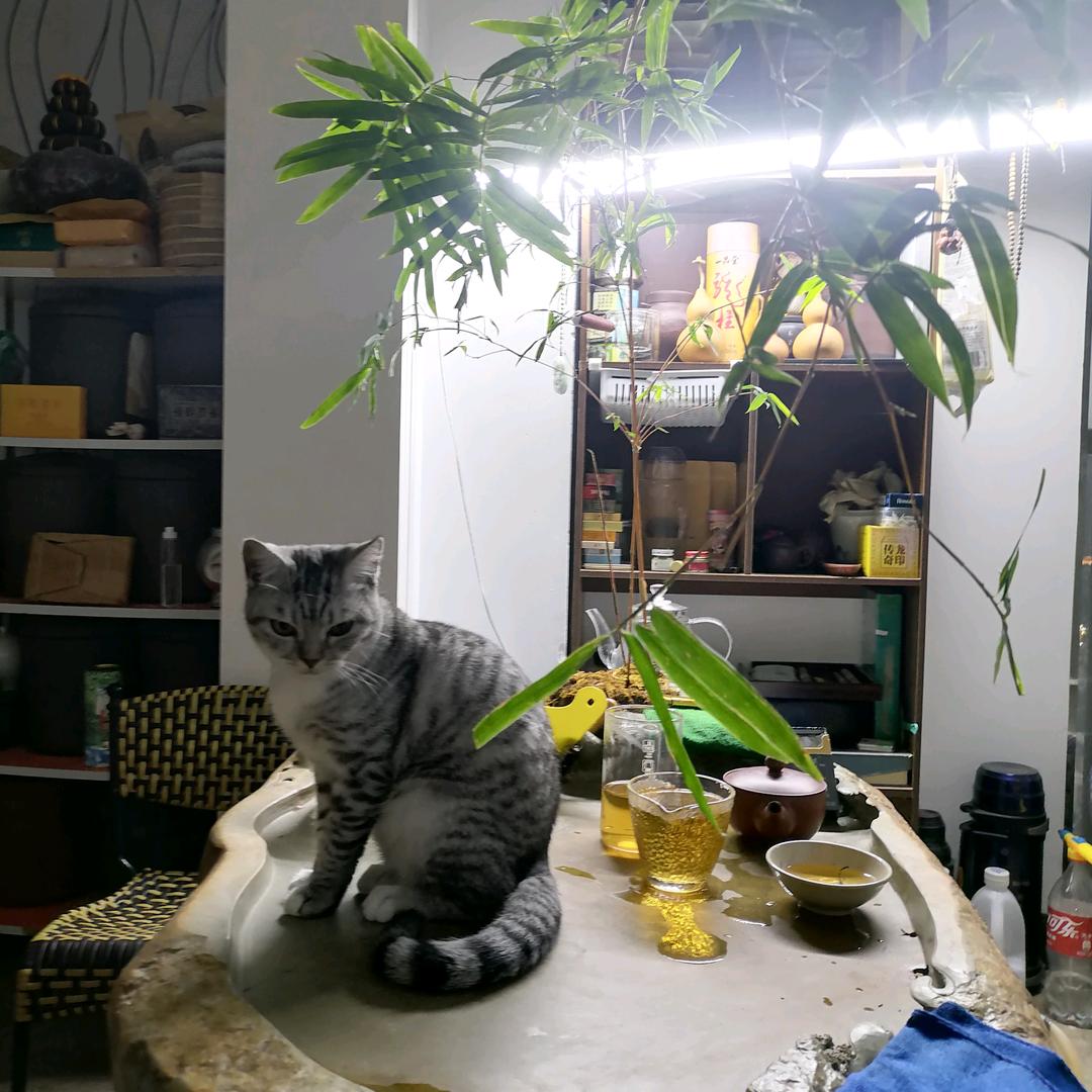 菜菜也疯狂
