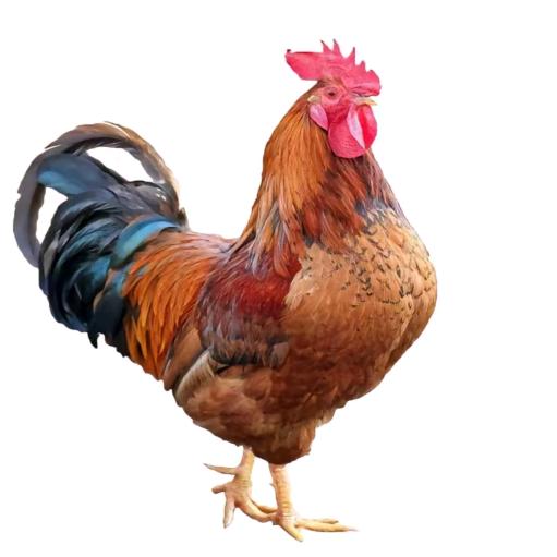 鸡中之霸，你可以叫我鸡～霸