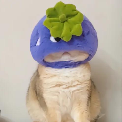 婉菡