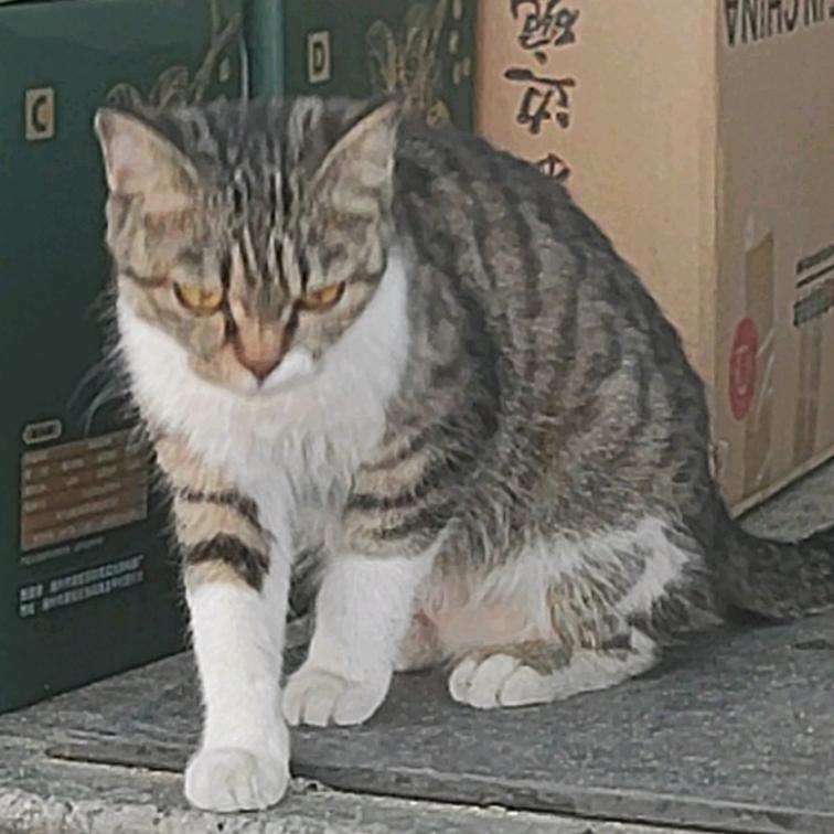 阿卡