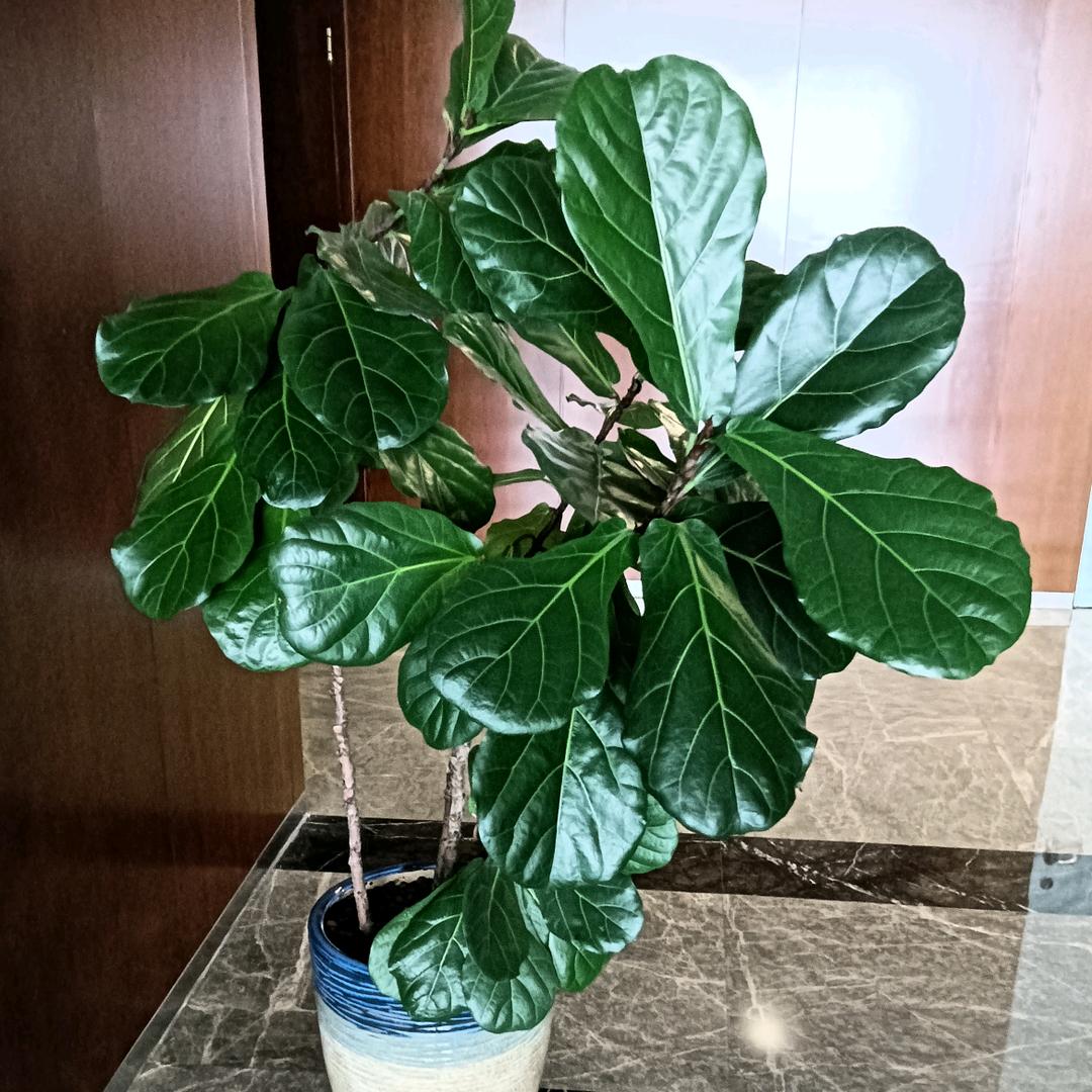执情笺
