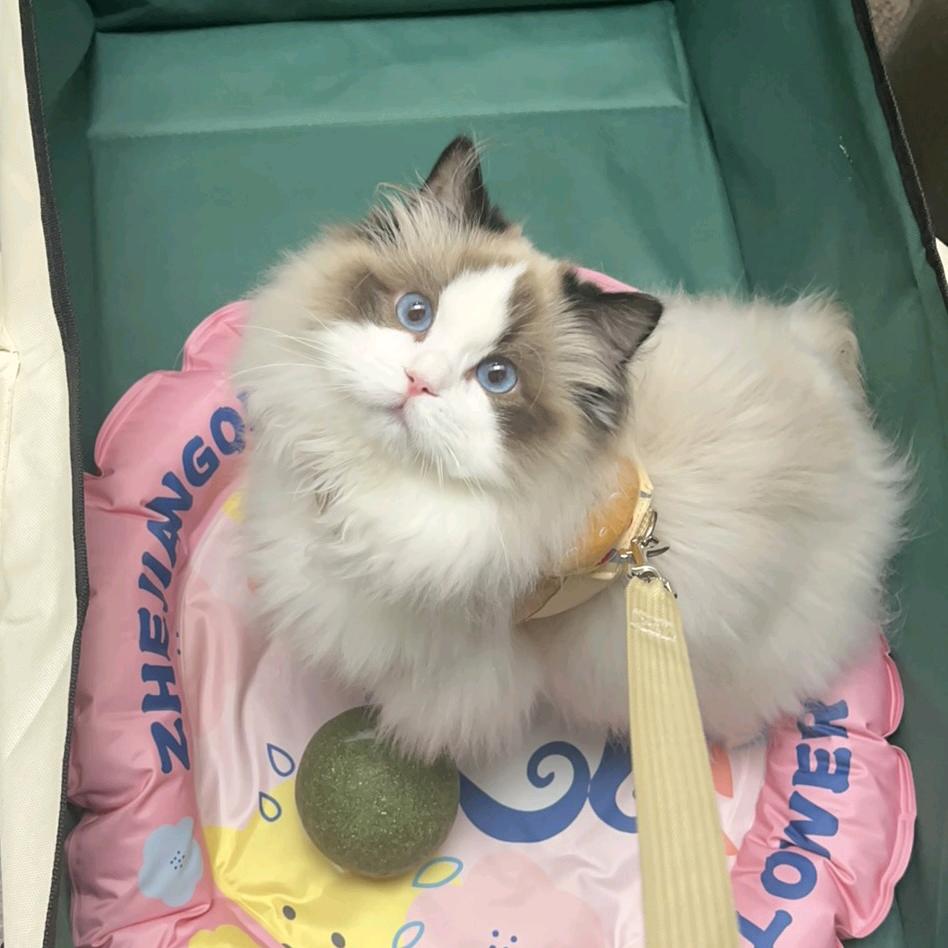 姐妹说猫