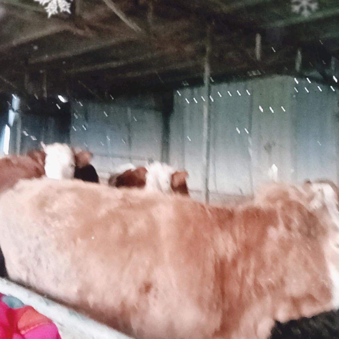 中岗，牛羊肉批发零售想我的朋友就来哟