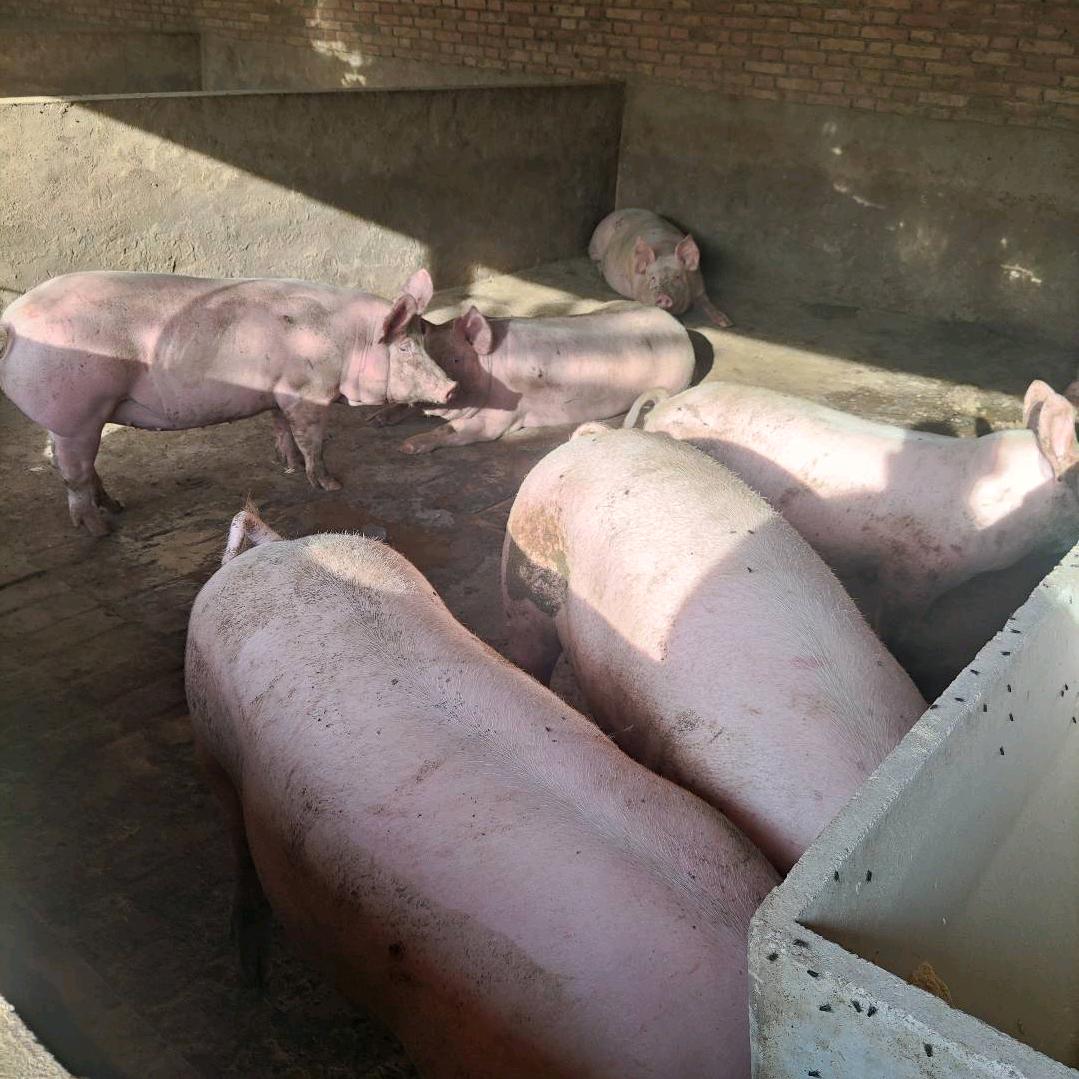 陕澄丰顺养🐷专业合作社