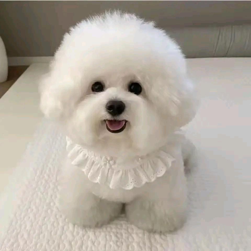 影像流星